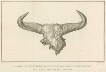 3 -13 Afbeelding van een skelet van een runderkop die gevonden is bij Genemuiden., 1825