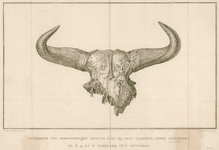 3 -14 Afbeelding van een runderkopskelet die gevonden is bij Genemuiden., 1825