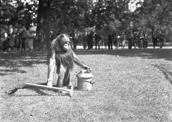 24423 FDHEEMAFF 362 Opname in Artis in Amsterdam van een Orang Oetan met een HEEMAF stofzuiger, 1938-06-30