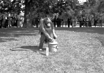 24427 FDHEEMAFF 366 Opname in Artis in Amsterdam van een Orang Oetan met een HEEMAF stofzuiger, 1938-06-30