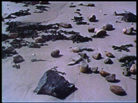 14106BB02649 De film toont beelden van fossielen, waaronder een mammoet en dinosaurussen.0:00:01Iemand pakt een steen ...