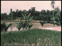2708BB06900 Een film met diverse beelden van o.a. de irrigatie van rijstvelden in Indonesië, de grote vlucht dat het ...