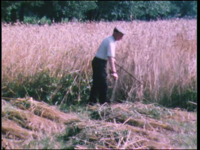 4265BB03825 Een film rond de oogst van rogge, met beelden van het maaien, opbinden, en het slijpen van de zeis.