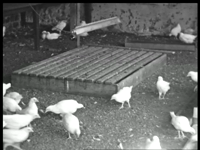 9824BB02190 Een film rond een eierbroedbedrijf in Loo, gemeente Duiven, met beelden van jonge hennen in een hok en ...