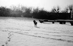 2928 FDUITERWIJK-001657 Met Hond Lola in het Hogenkamp park aan de Middelweg, 1986-02-24