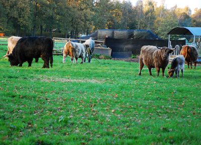5217 oud boertje verzorgt liefdevol zijn koeien, 02-11-2014
