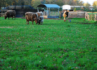 5222 oud boertje verzorgt liefdevol zijn koeien, 02-11-2014