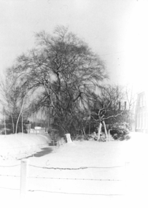 11814 FD900173 Marsweg, bomen in de sneeuw, 1958., 00-00-1958