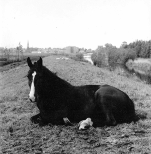 11967 FD900178 Paard op de dijk langs het Almelose Kanaal / Nieuwe Wetering, links de Weezenlanden, op de achtergrond ...