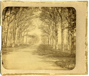 12930 FD032561 Opname van een laan met bomen op het landgoed van Tweenijenhuizen in Vollenhove, 1882
