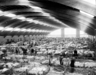9848 FD015012 Veemarkt: biggenmarkt in de afgesloten veehal: IJsselhal., 1972