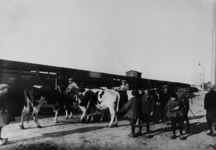 154141 Afbeelding van het vervoer van koeien per trein te Utrecht.