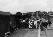 154143 Afbeelding van het vervoer van koeien per trein te Zwolle.