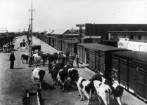 154144 Afbeelding van het vervoer van koeien per trein te Leeuwarden.