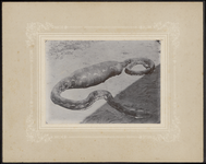 5025 Python, die een wild varken heeft opgeslokt, 01-03-1901 - 31-07-1902