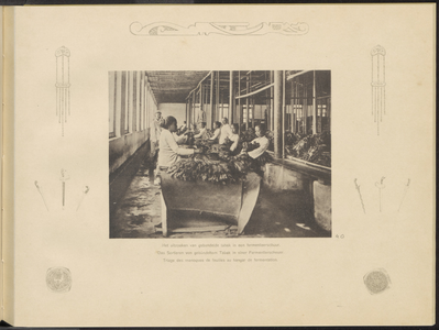 5100 -0040 Gebundelde tabak wordt in een fermenteerschuur van de Landbouw Maatschappij Oud-Djember uitgezocht, 1894 - 1909