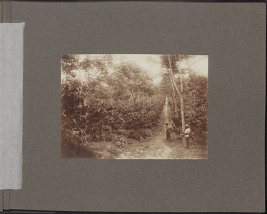 5105 -0007 Bajoe Kidoel. De tuinen ten noorden van het huis van de administrateur in Lider, 1915-01-01 - 1915-12-31