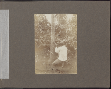 5105 -0008 Bajoe Kidoel. Een rubberboom wordt afgetapt in Lider, 1915-01-01 - 1915-12-31