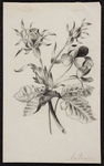 354 Potloodschets van bloemen op ansichtformaat, gesigneerd A. besier, zonder jaartal.