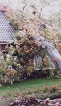22307 c Aanleg riolering.Tijdens een hevige rukwind viel een boom op de woning.De schade viel nog mee., 1981-10-20