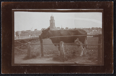 85 Gezicht op Deventer en schipbrug, met koe. Procedé: daglicht collodion zilverdruk, 1921-01-01