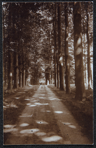 94 Bos met weg. Lokatie onbekend. Procedé: daglicht collodion zilverdruk, 1921-01-01