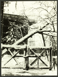85 Deze besneeuwde boom wordt bij de restauratie van de Bergkerk betrokken., 1970-01-01