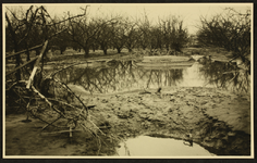 336 Walcheren. Gevolgen van de inundatie van oktober 1944. Dertig jaar oude boomgaard onder water., 1945-04-10