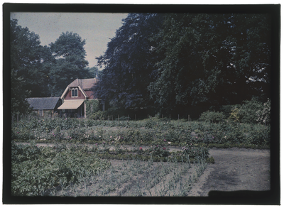 67 Glaspositief in kleur (autochrome): moestuin met huis en schuur op de achtergrond, 1920-06-20