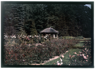 70 Glaspositief in kleur (autochrome): rozentuin met prieel op achtergrond, 1920-06-20