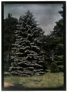 74 Glaspositief in kleur (autochrome): grote dennenboom, 1920-06-20