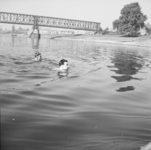 3834 Kapjeswelle. Zwemmers in de IJssel., 1960-01-01