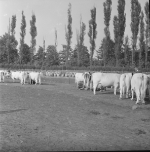 4288 Veekeuring in het Gemeentelijk Sportpark aan de Hanzeweg., 1960-01-01