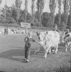 4289 Veekeuring in het Gemeentelijk Sportpark aan de Hanzeweg., 1960-01-01
