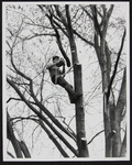 949 Rooien boom met Iepziekte aan de Ceintuurbaan., 1994-06-01