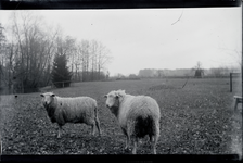 117 Twee schapen in een weiland, 1910-01-01
