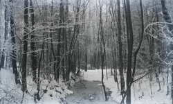 183 Bos en watertje in de winter met sneeuw, 1910-01-01
