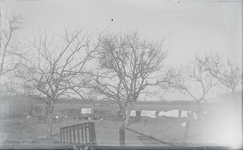 46 Overbelichte afbeelding van een boomgaard met wasgoed dat over de heg te drogen hangt., 1910-01-01