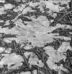 1016 Stilleven smeltende sneeuw., 1961-01-01