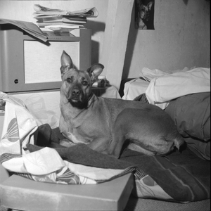1057 Hond, onbekend, 1961-01-01