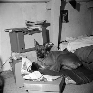 1058 Hond, onbekend, 1961-01-01