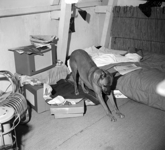 1059 Hond, onbekend, 1961-01-01