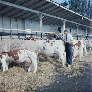 1088 Koeien op een veemarkt in het Gemeentelijk Sportpark aan de Hanzeweg., 1961-01-01