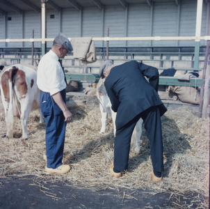 1089 Koeien op een veemarkt in het Gemeentelijk Sportpark aan de Hanzeweg., 1961-01-01
