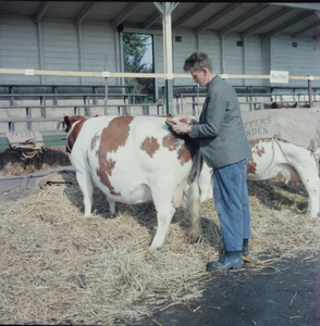 1090 Koeien op een veemarkt in het Gemeentelijk Sportpark aan de Hanzeweg., 1961-01-01