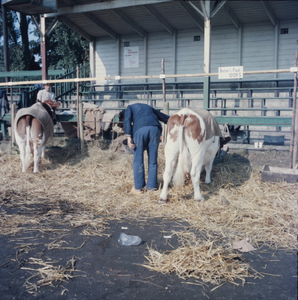 1092 Koeien op een veemarkt in het Gemeentelijk Sportpark aan de Hanzeweg., 1961-01-01