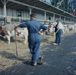 1093 Koeien op een veemarkt in het Gemeentelijk Sportpark aan de Hanzeweg., 1961-01-01