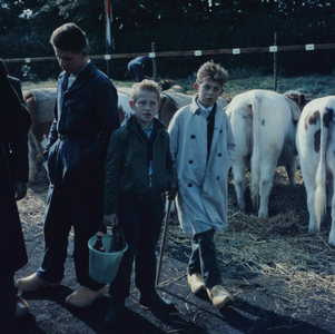 1094 Koeien op een veemarkt in het Gemeentelijk Sportpark aan de Hanzeweg. Leerling veehandelaren?, 1961-01-01
