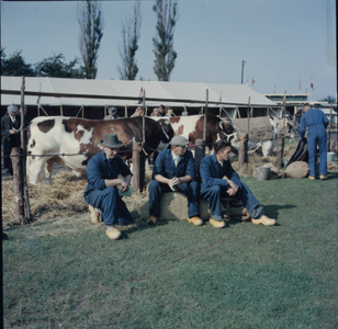 1097 Koeien op een veemarkt in het Gemeentelijk Sportpark aan de Hanzeweg. Even pauze tijdens de veekeuring., 1961-01-01