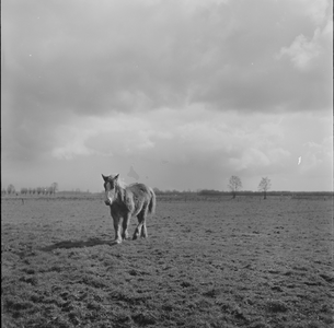 1461 Pony in de wei. Onbekend., 1960-01-01